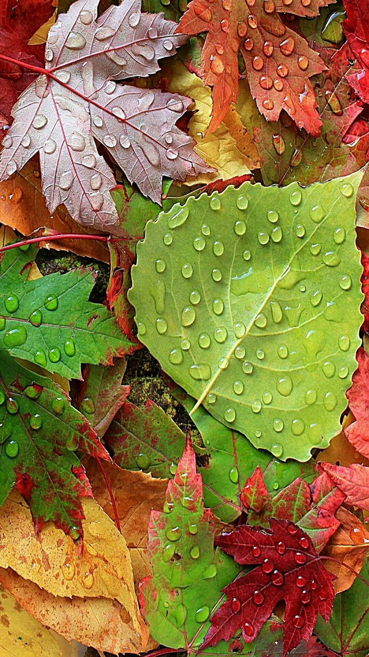 Telegram=@wallpapers_phone_pc