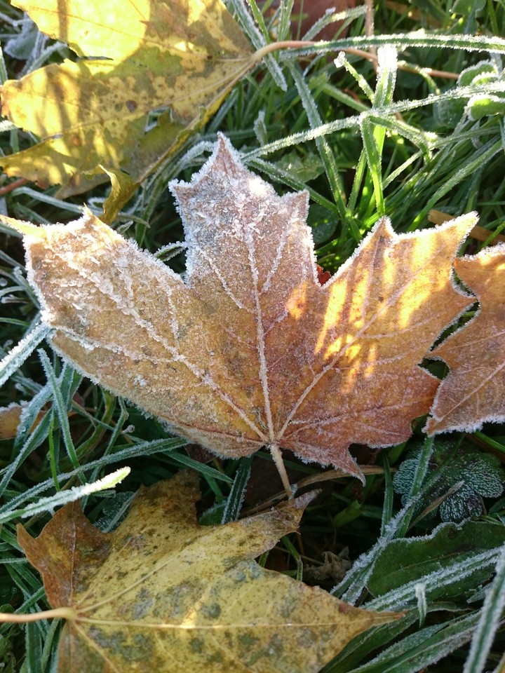Blatt im Frost