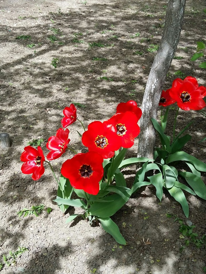 Sun and red tulips