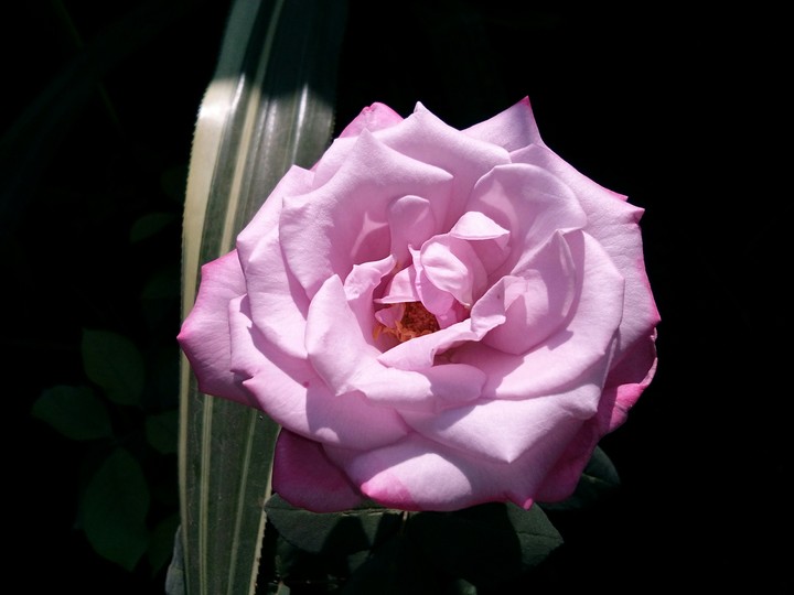 pink rose