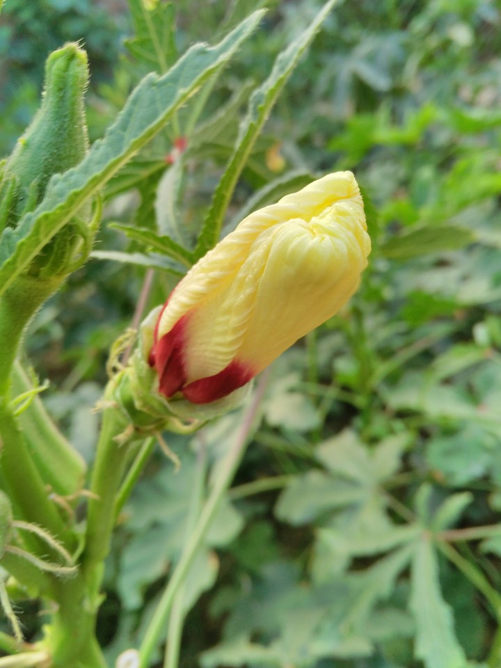 flower