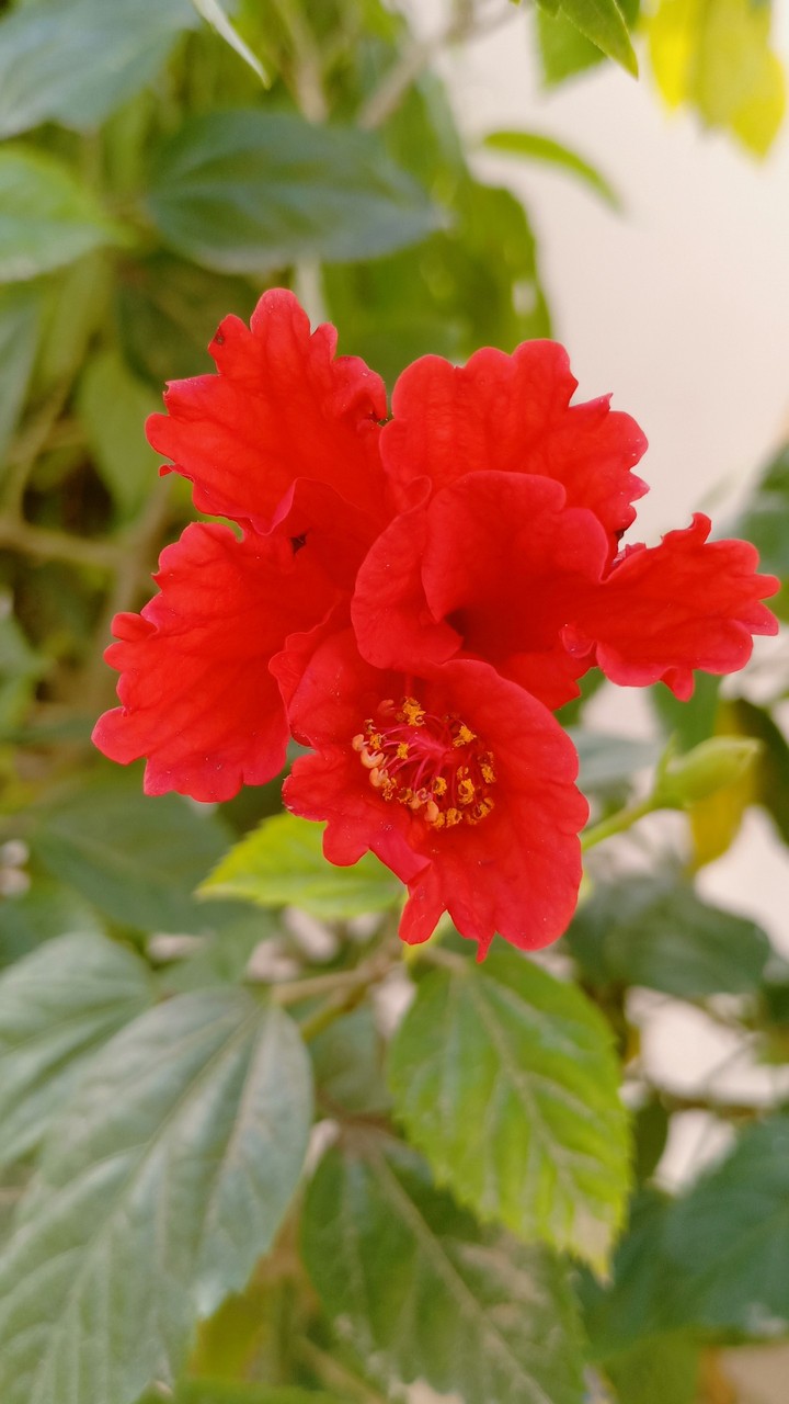 FLOWER 9