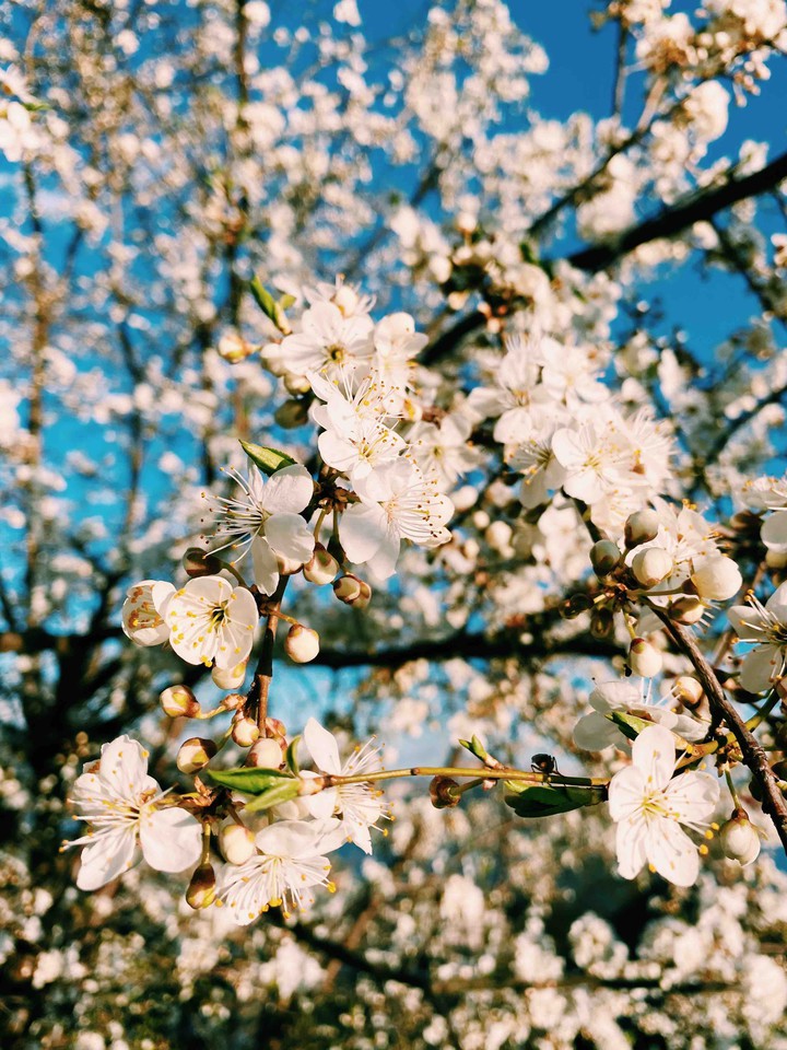 Spring ( вишня )