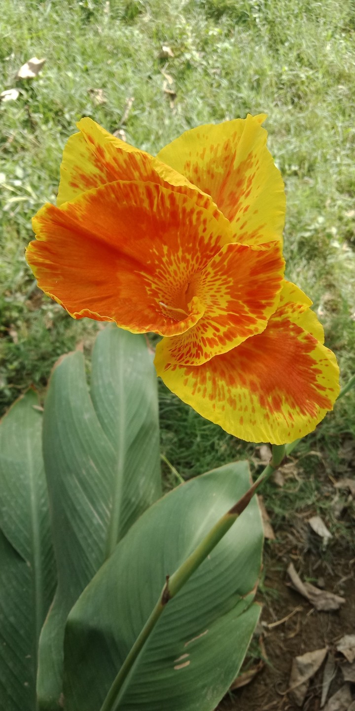 yello flower