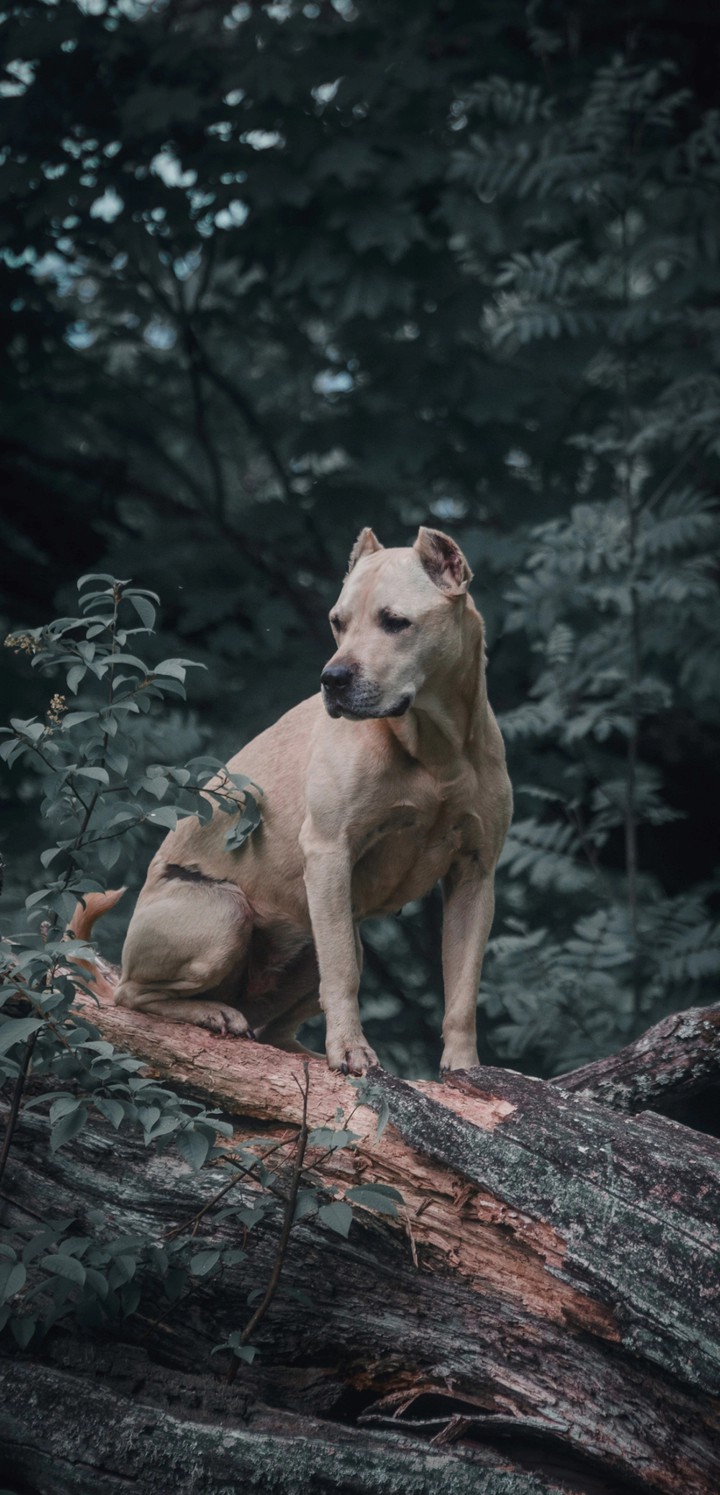 dog