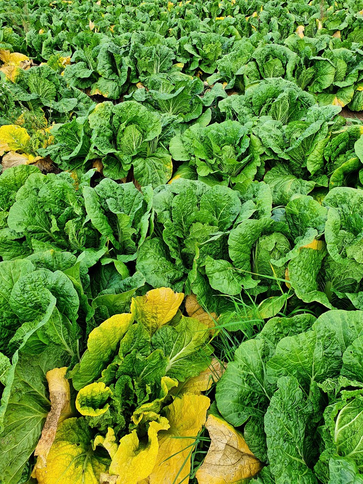 green