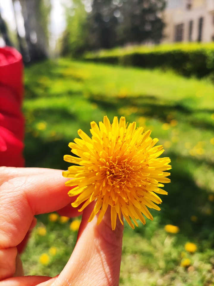 dandelion
