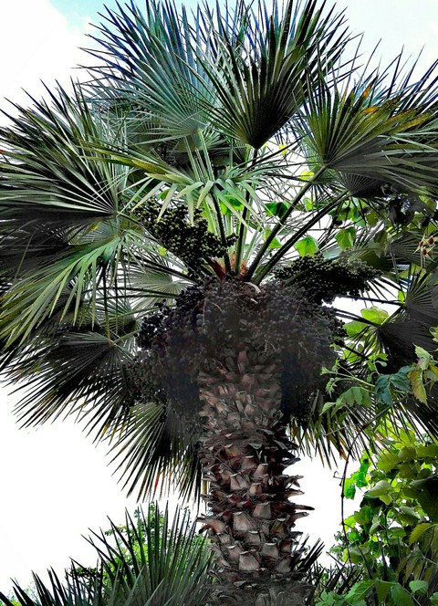 Palmtree