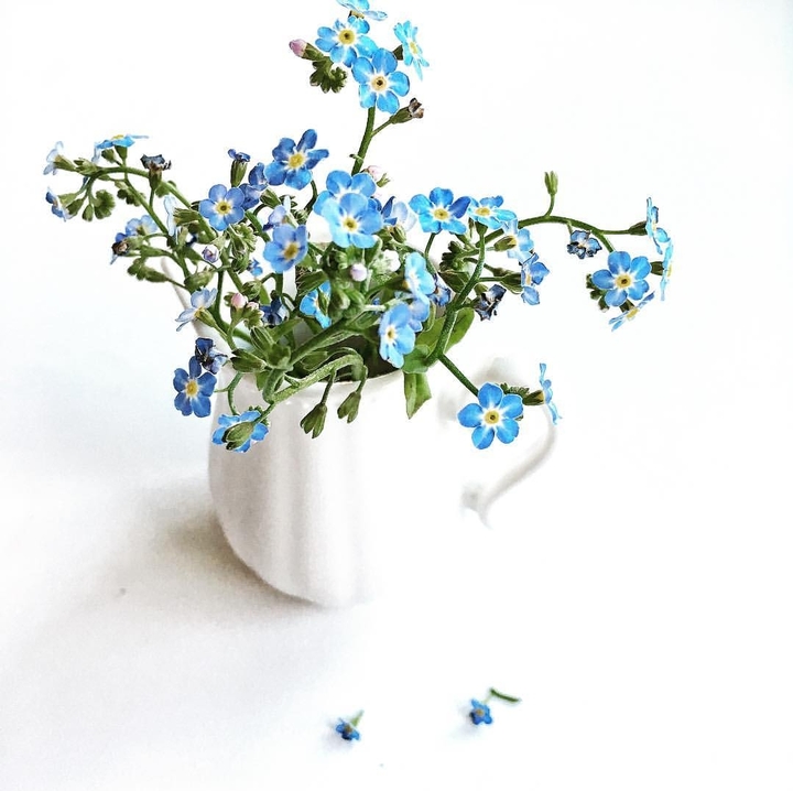 forget-me-not