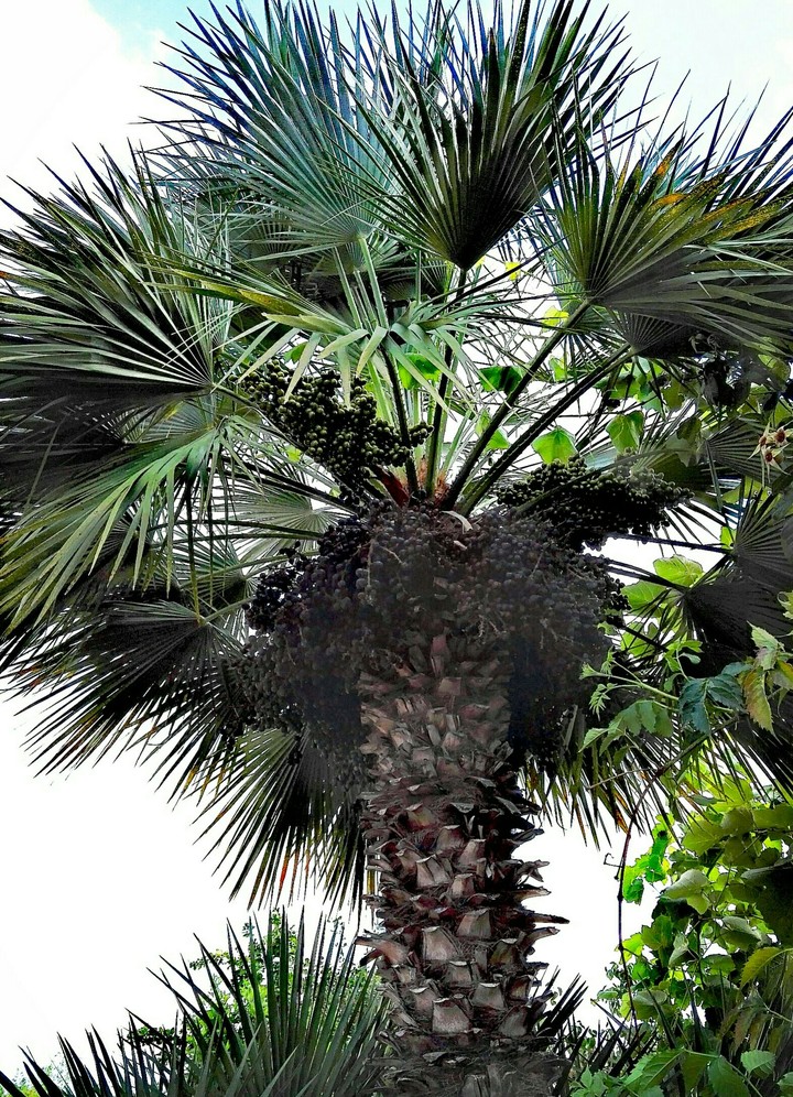 Palmtree
