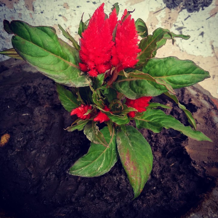 nature flower