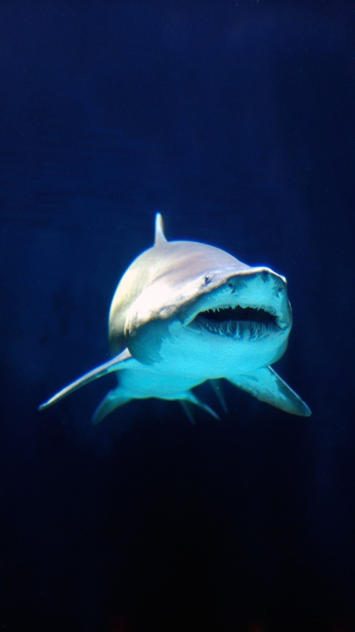 shark!!!