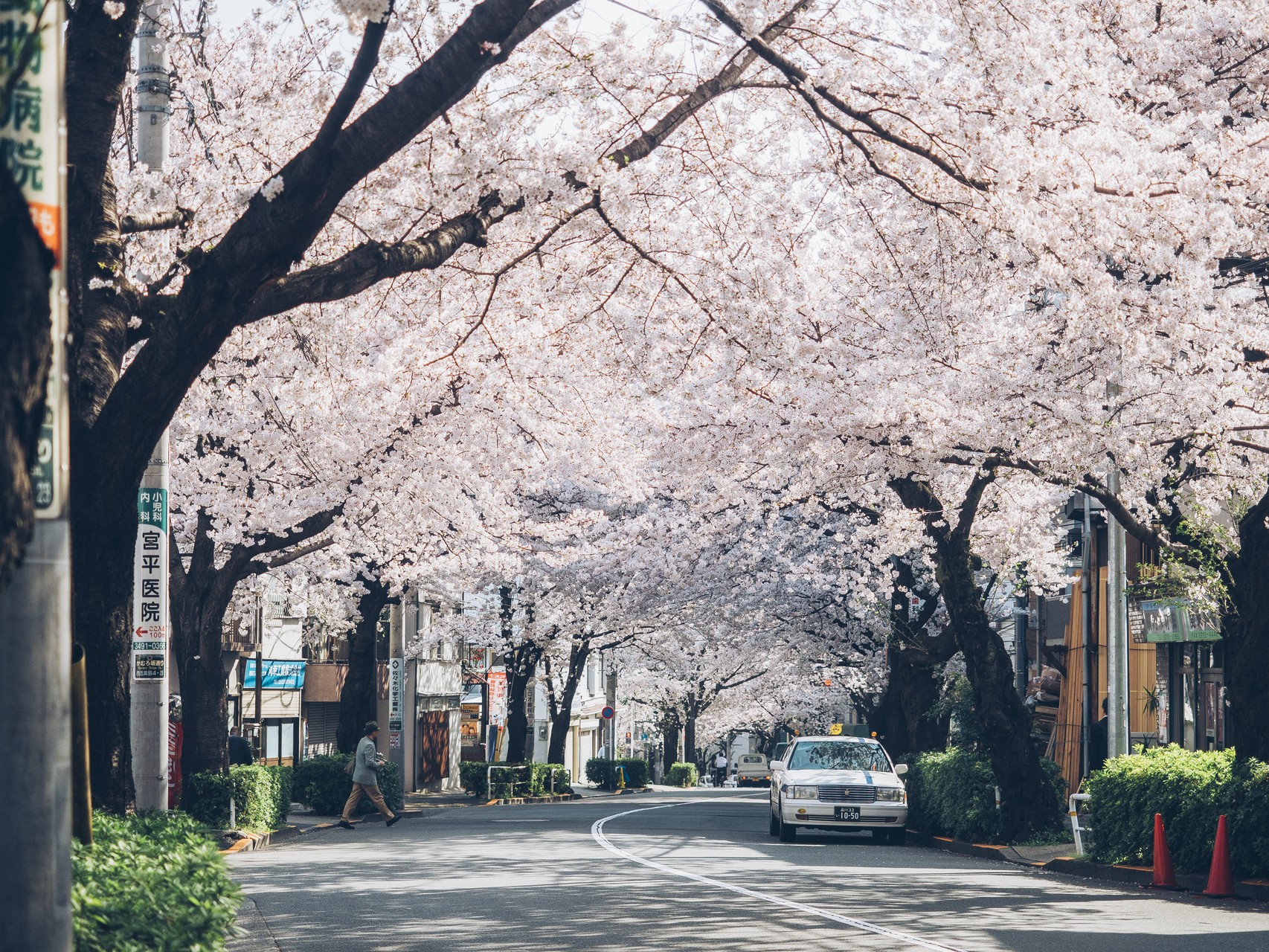 Spring from Tokyo - OGQ Backgrounds HD