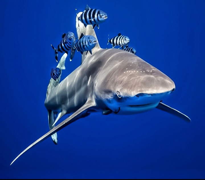 Whitetip Shark and Friends