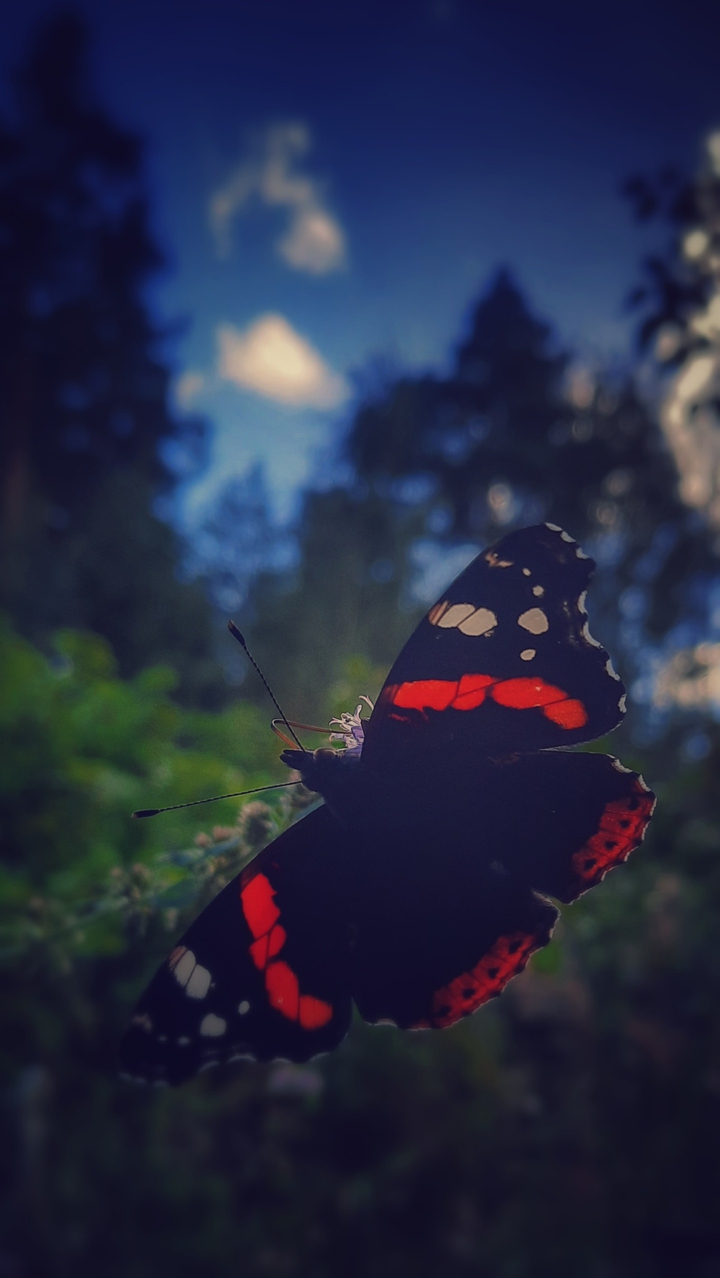 Butterfly