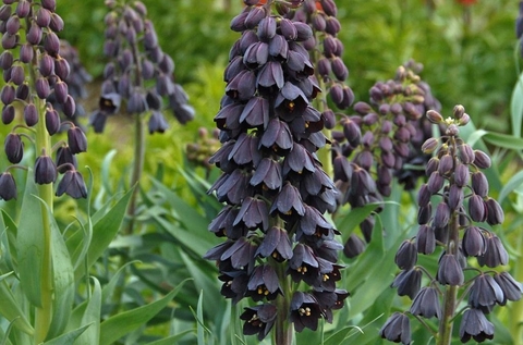sfondi lupin, barlia