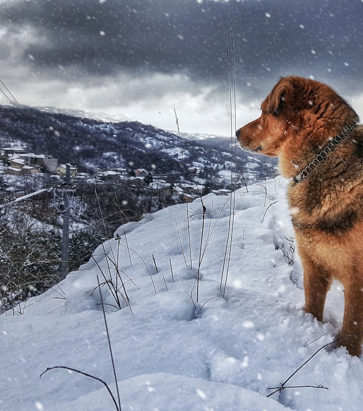 dog in the snow