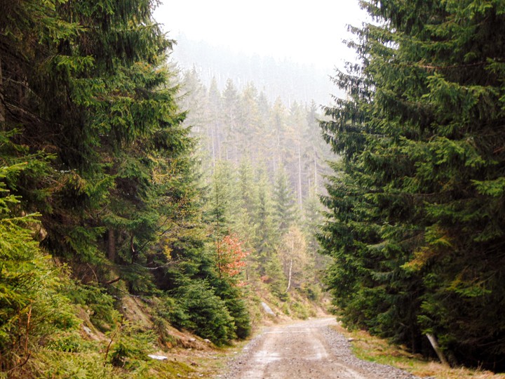 forest