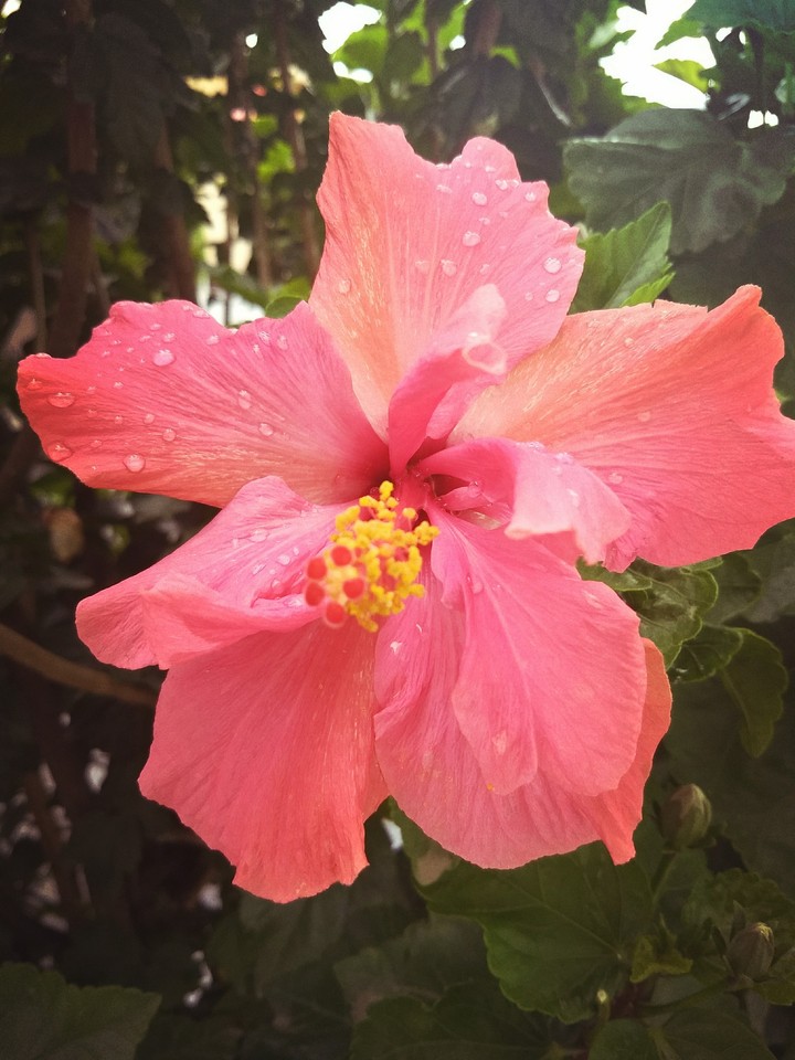Beauty summer