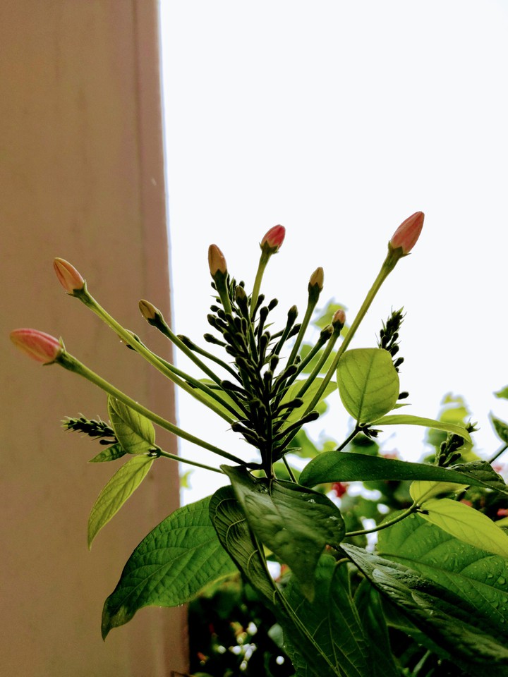 plants