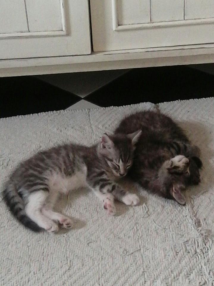 so cute !!!