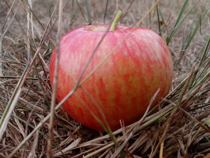 Just an Apple