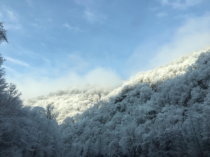white forest