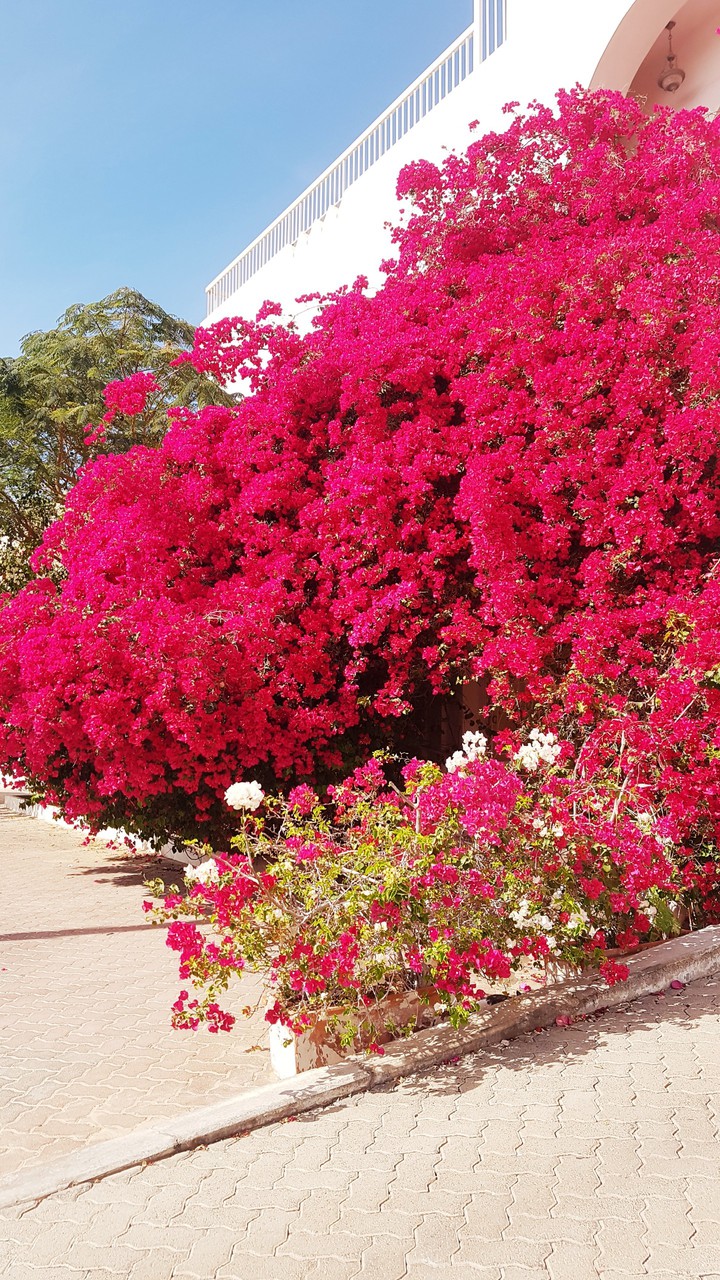 flower