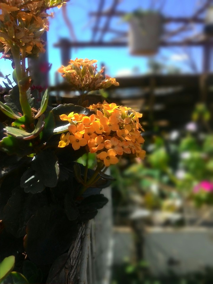 Flor