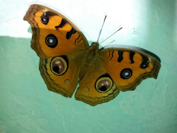 butterfly
