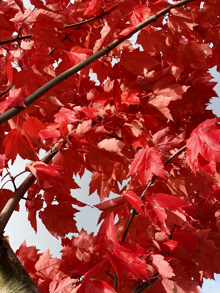 autumn