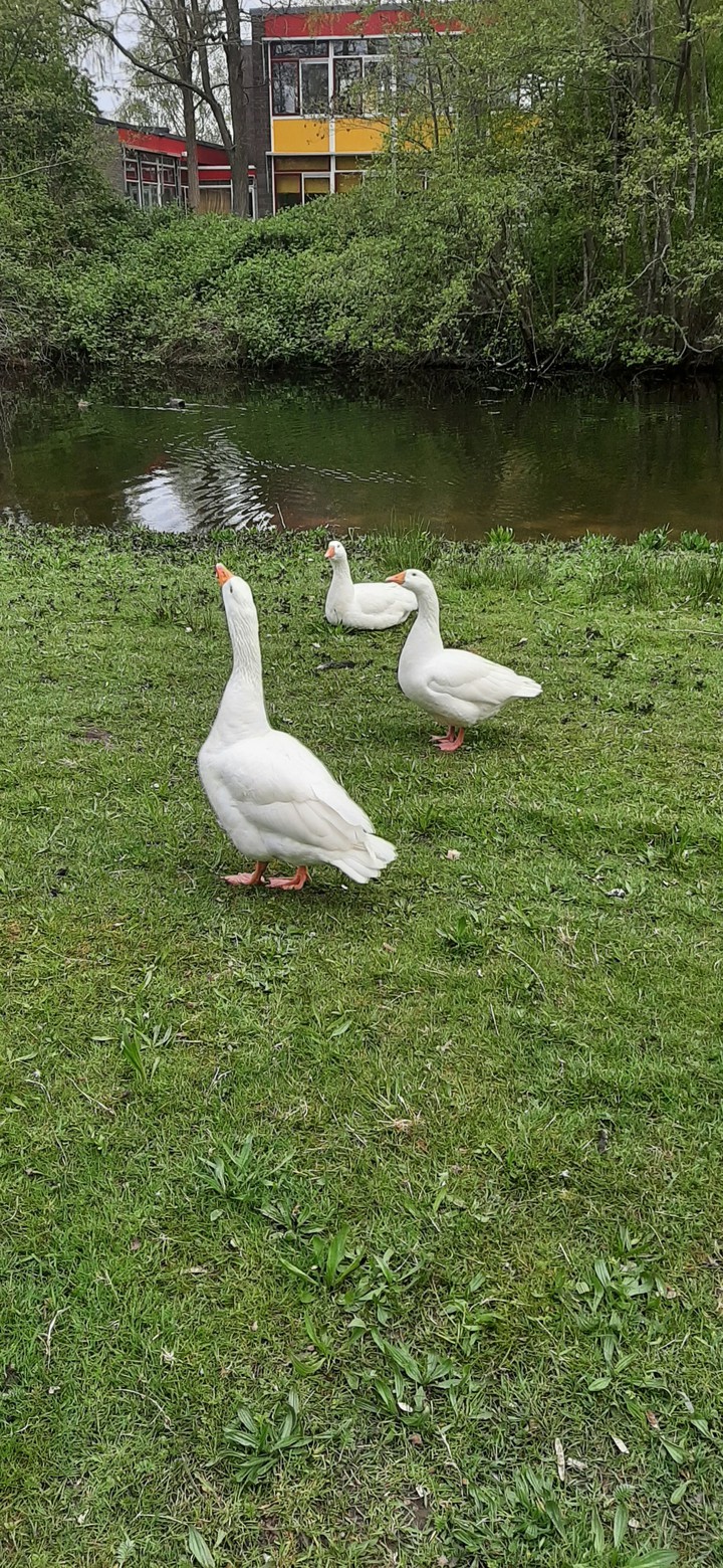 ducks