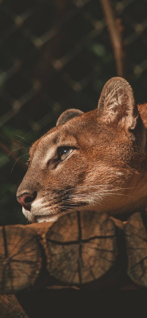 puma, Carnivore壁纸