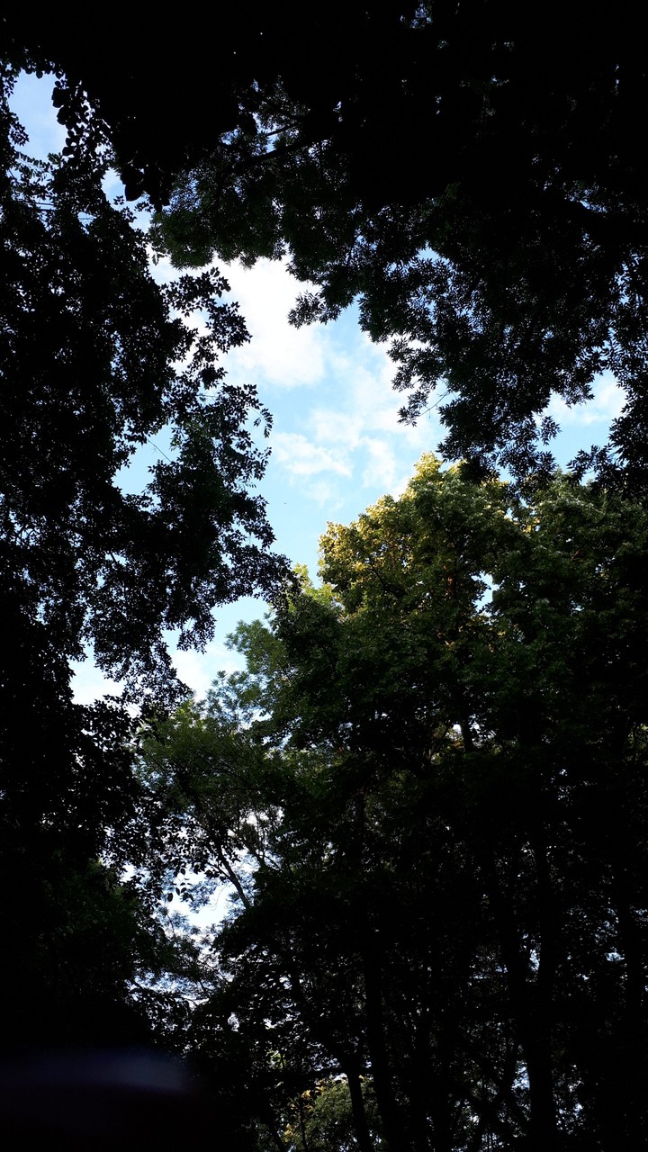 Summer trees