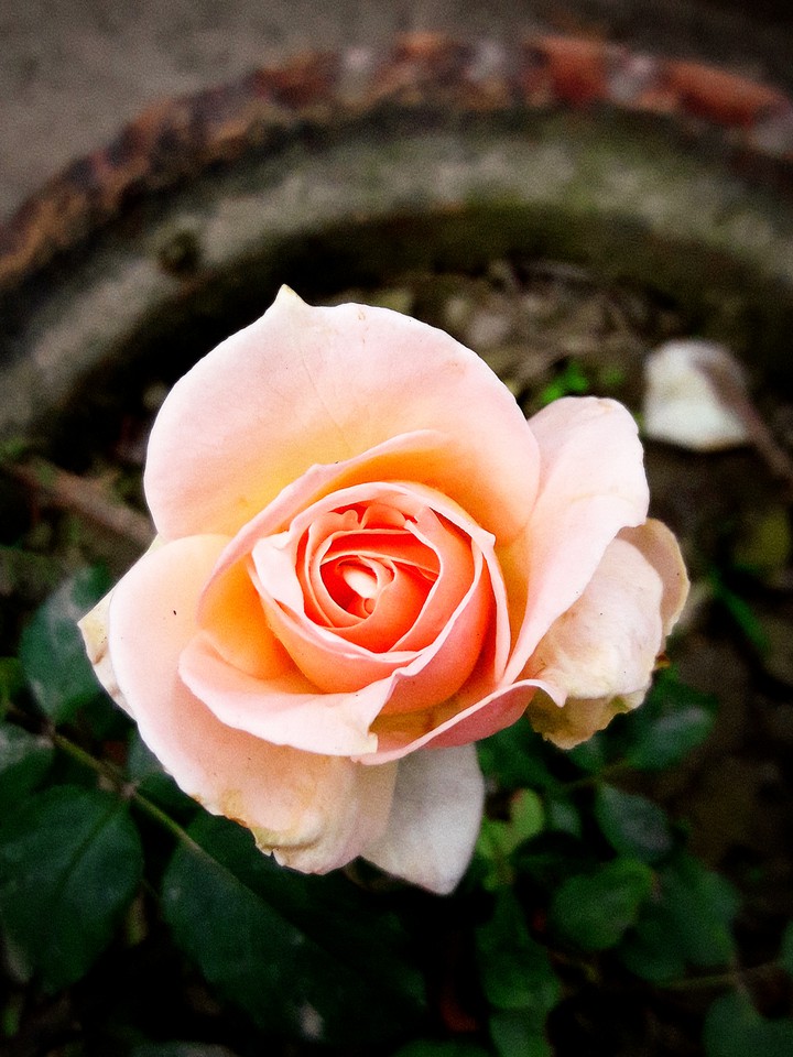 Beautiful Rose