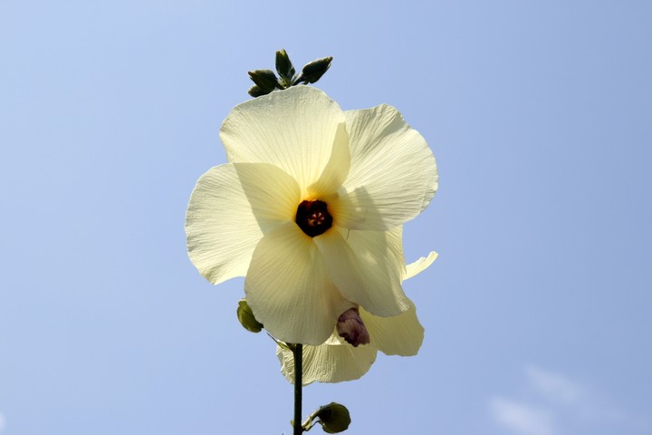flower