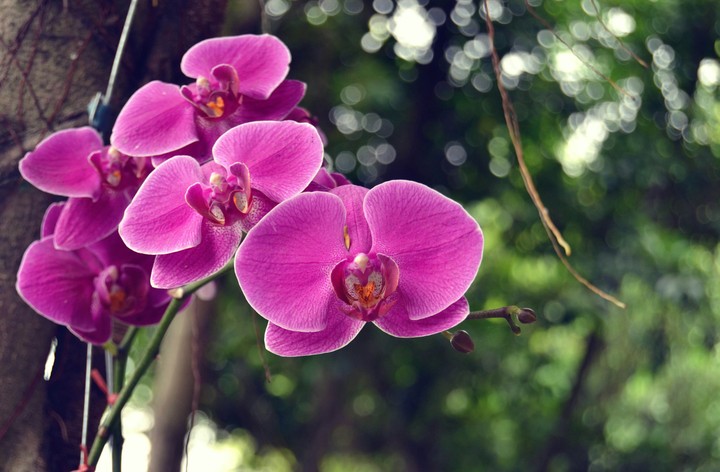 pink.purple. flowers