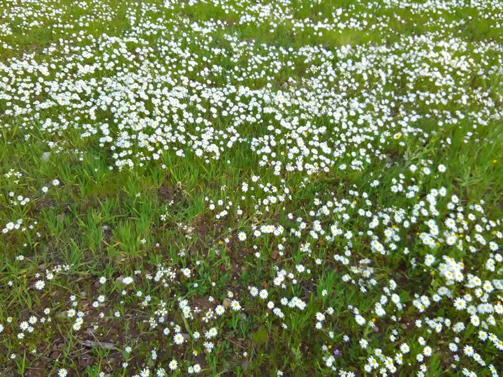 Daisy