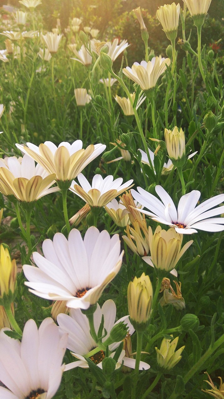 Morning Flowers