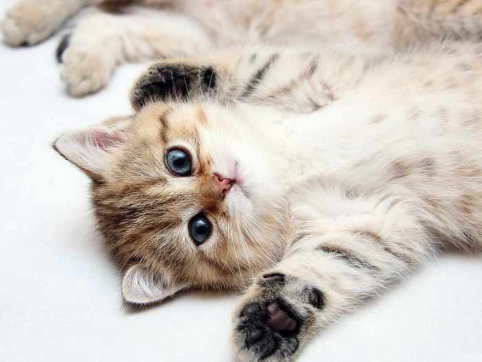 kitty