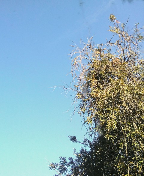 Bottlebrush and Sky