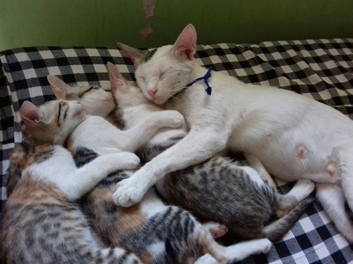 Lovely Cat