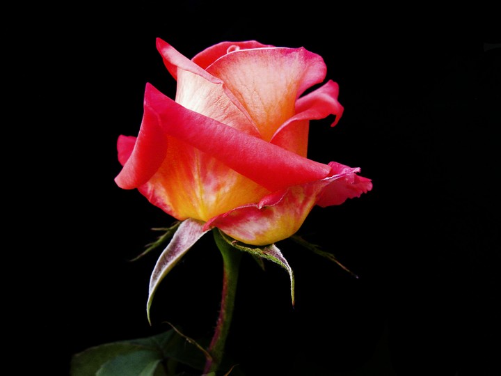 rose