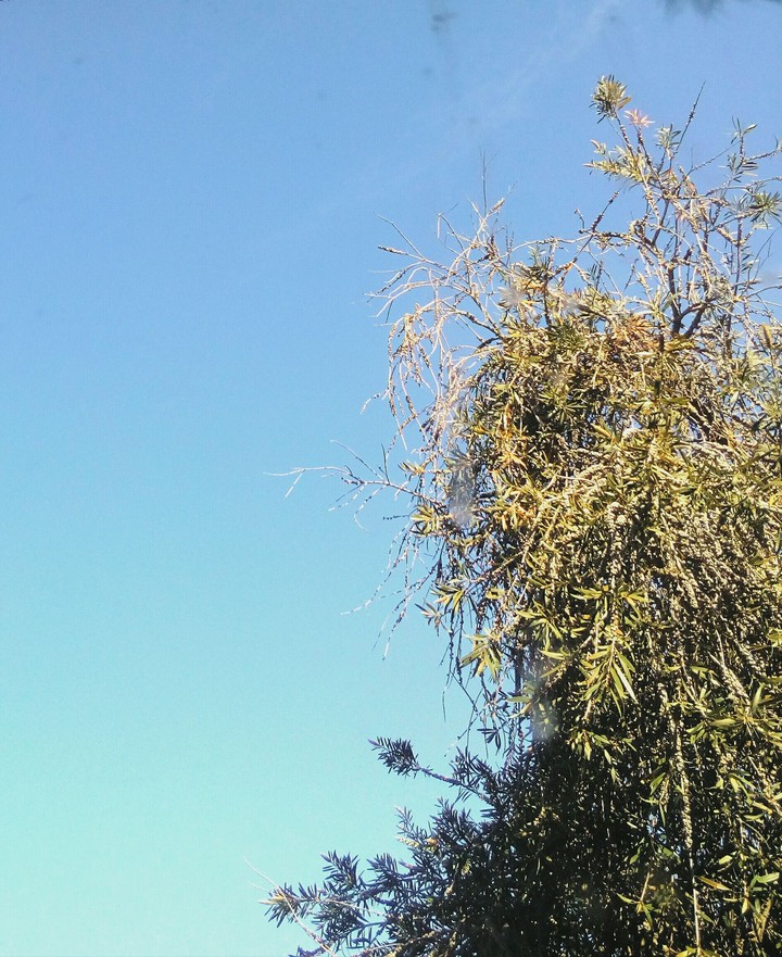 Bottlebrush and Sky