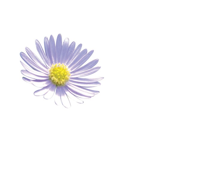 식물이미지