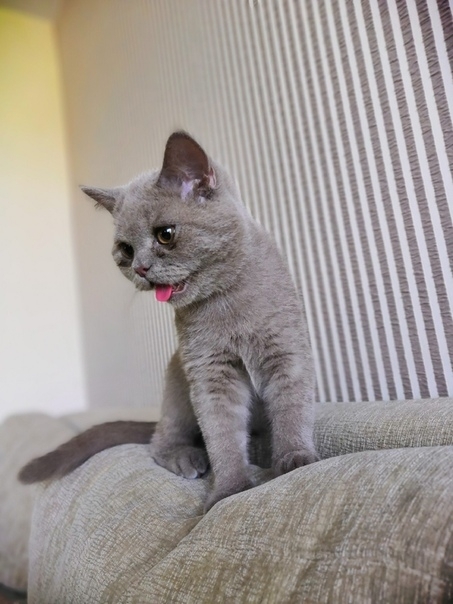 Котик