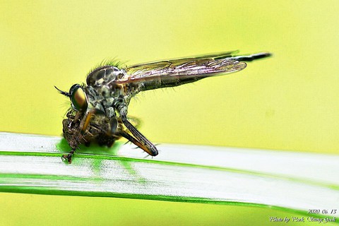invertebrate, insect वॉलपेपर