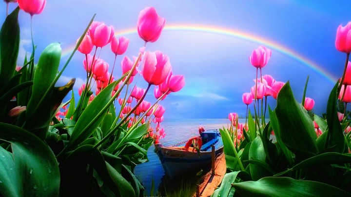 Pink Tulips