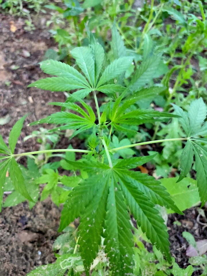 weed?