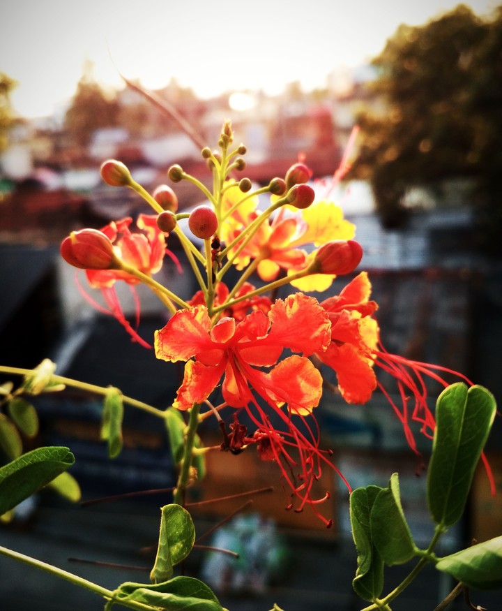 Sunlight